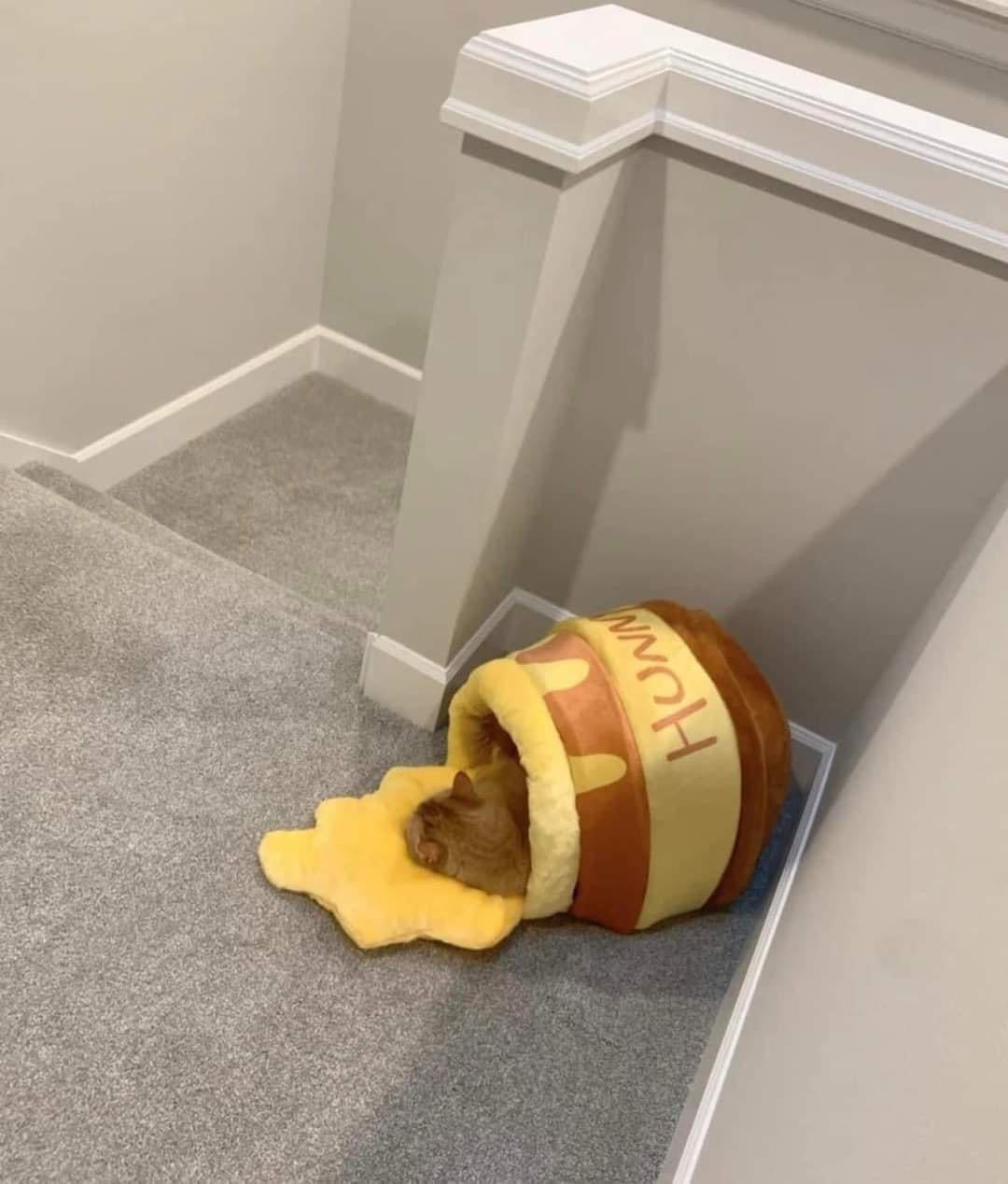 Honey jar cat bed