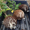 EasyRoot™ Plant Root Balls Set of 6